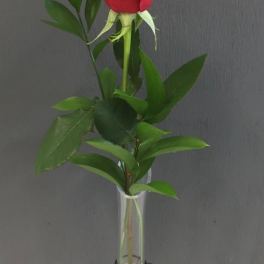 One & Only Rose