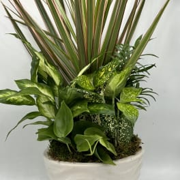 Mixed green houseplants in a white ceramic pot