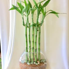 Potted lucky bamboo stalks in a clear glass bowl with pebbles