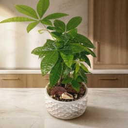 Potted green money tree in a white textured ceramic planter