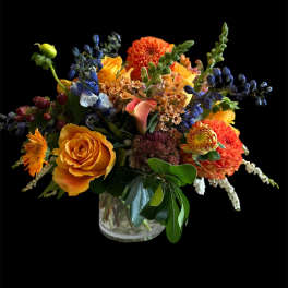 EXPLOSION DHALIAS