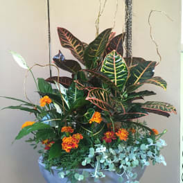 Potted Plant