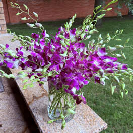 Beautiful orchids