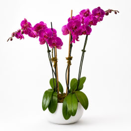 Two magenta orchid plants in a white pot