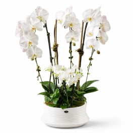 White orchids arranged in a white ceramic planter