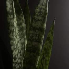 Close-up of tall variegated snake plant leaves against a dark background