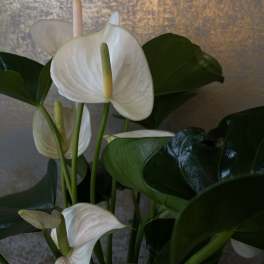 White anthurium plant with tall spadices and dark green leaves against a textured gold background