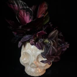Dark purple flowers arranged in a white skull-shaped vase