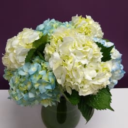Blue and white hydrangeas arranged in a green glass vase
