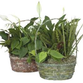 Two woven baskets filled with assorted green houseplants
