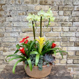 Mixed tropical arrangement in a woven basket with orchids and succulents