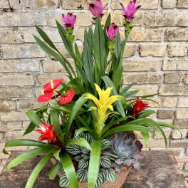 Tropical mixed plant arrangement in a woven basket with pink, red, and yellow blooms