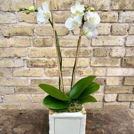 White orchid plant in a square ceramic pot