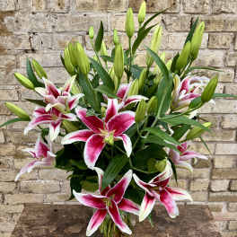 Lovely Lilies