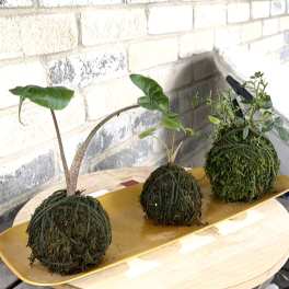 The Kokedama Trio - A Custom Design by Wonderland Flowera