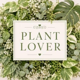 Pothos Plant