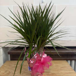 Potted dracaena plant wrapped with pink foil and ribbon