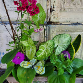 Mixed potted arrangement with bright pink flowers and large green leaves in a wooden planter