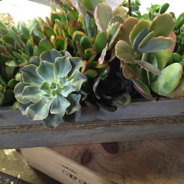 Tray of assorted succulents in a wooden planter