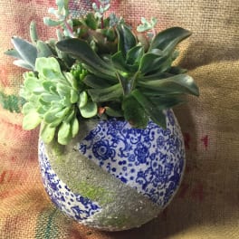 Succulent arrangement in a patterned ceramic pot