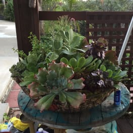 Large bowl of assorted succulents on a round table outdoors