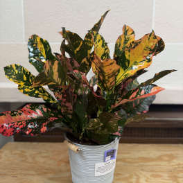 Potted croton plant with multicolored leaves in a metal bucket