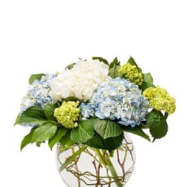 Blue and white hydrangeas in a round glass vase