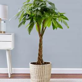 Potted money tree plant in a woven basket planter