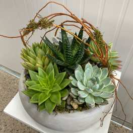 Medium Succulent Dish Garden