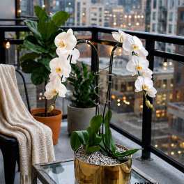 White orchids in gold pots on a balcony table