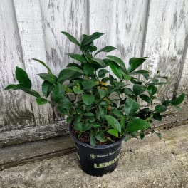Lemon Tree
