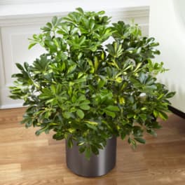 Potted green houseplant with glossy leaves in a gray container