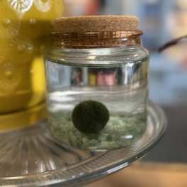 Moss Amigo - Aventurine