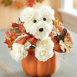A Dog able for fall 159210