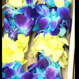 Box of purple and yellow orchid leis