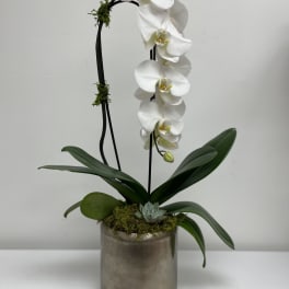 White orchid plant in a metallic pot with moss and a small succulent