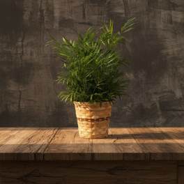 GPS PALM PLANT