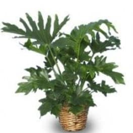 TREE PHILODENDRON Philodendron selloum