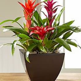 Bromeliad Paradise combo