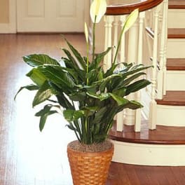 Peace Lily Plant