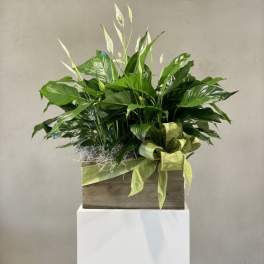 Potted peace lily arrangement in a wooden box with a green ribbon