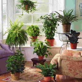 Collection of assorted green houseplants in pots arranged around a bright living room window