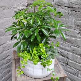 Potted green houseplant with glossy leaves in a white ceramic planter