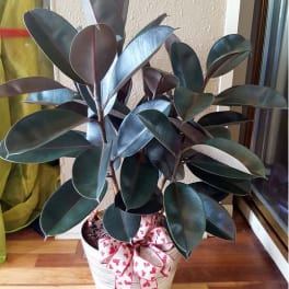 Rubber Plant