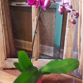 Pink orchid plant in a small pot with broad green leaves