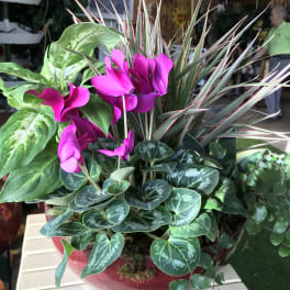 Pink cyclamen in a red planter with mixed foliage plants