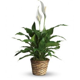 Peace lily plant with white blooms in a woven basket pot