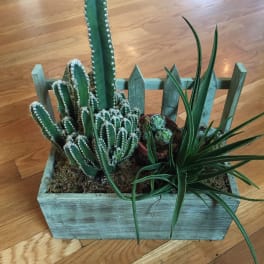 Succulents garden