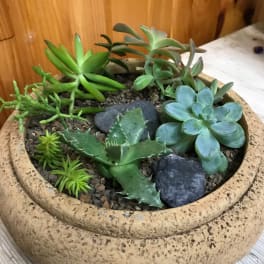 Potted succulent arrangement in a shallow beige planter with decorative stones