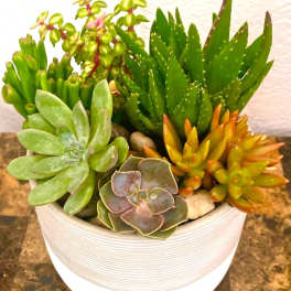 Succulent arrangement in a white ribbed pot